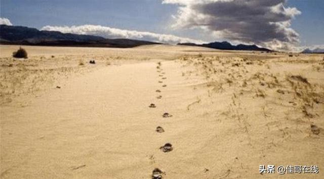 “为什么在沙漠里迷路了不能走直线？走越直越不行，要这样走！”