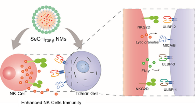 纳米硒对提高身体免疫力及肿瘤防治的应用与功效研究
